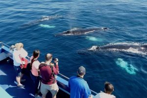 Three humpback whales surface within metres of Gatherall's tour boat