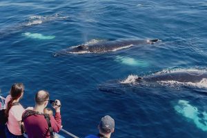 Gatherall's Puffin & Whale Watch