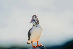 Atlantic Puffin, (Fratercula arctica), with Capelin in beak