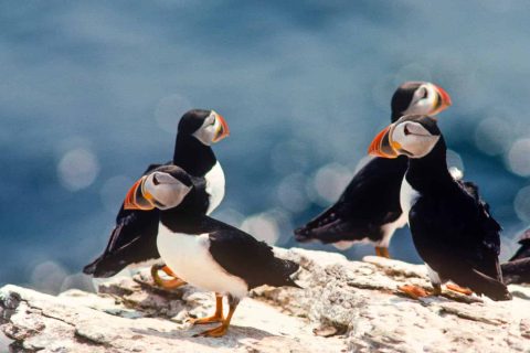 Atlantic Puffin, (Fratercula arctica)