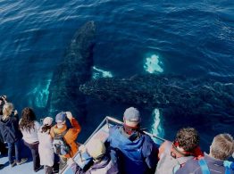 Two humpback whales relax beneath the surface gby the boat as people look on