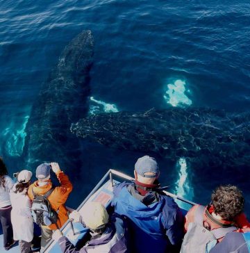 Two humpback whales relax beneath the surface gby the boat as people look on
