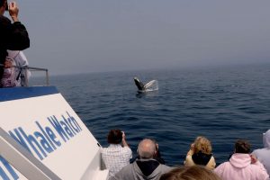 Gatherall's Puffin & Whale Watch