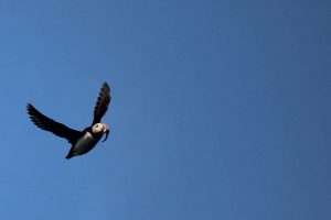 puffin capelin