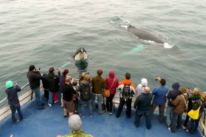 Two curious Humpback Whales come close to the boat for a look.