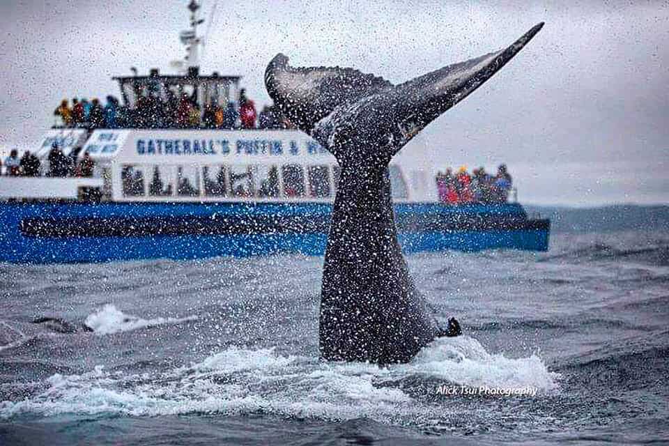 Tail Slapping w G6 (Good) copy Tail Slap by Boat